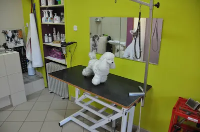 MrDog - strzyżenie i pielęgnacja psów